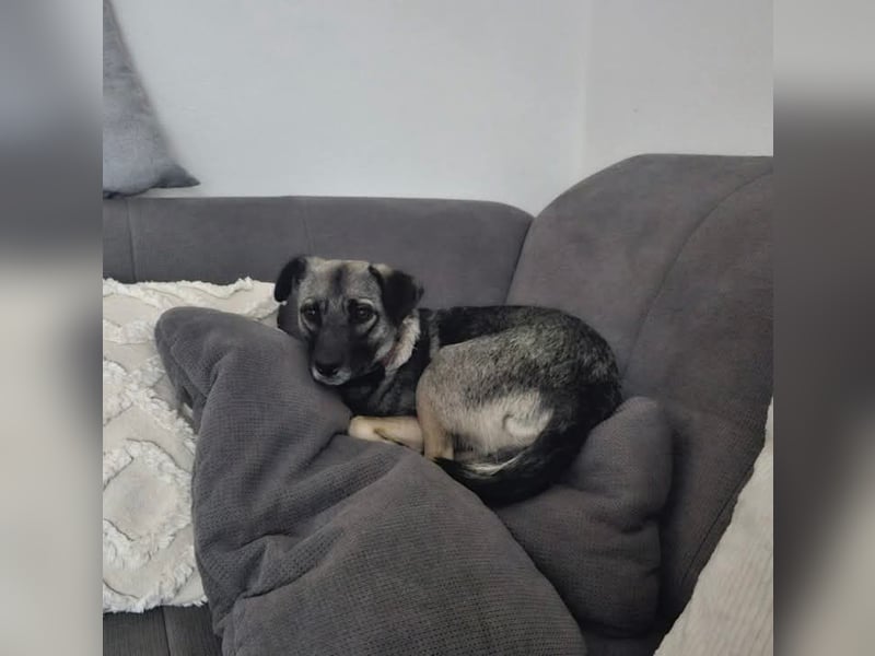 Sanfte, ruhige Josy sucht ihr Für-immer-Zuhause