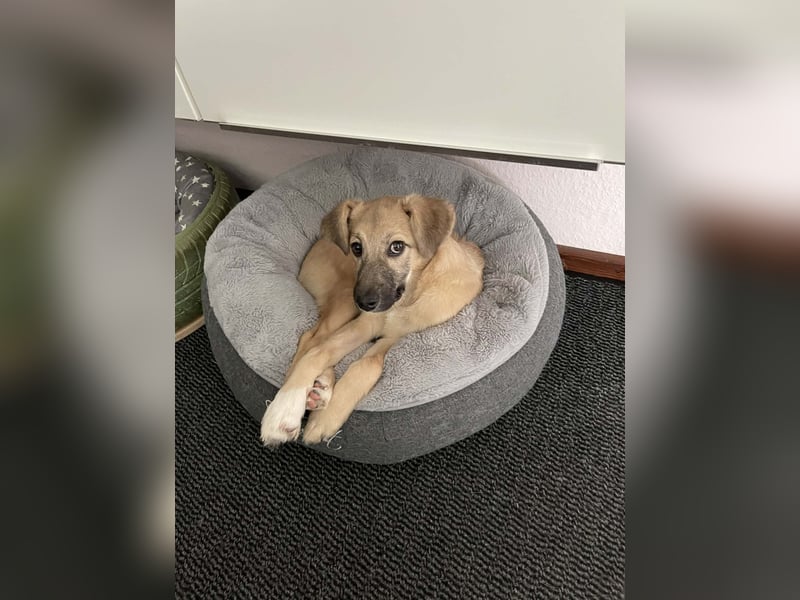 Aufgeweckter, lieber Junghund auf der Suche