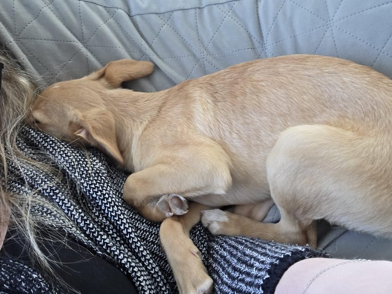 Peach sucht eine Für-immer-Familie