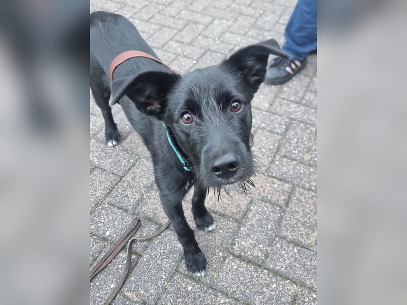 Rico sucht seinen Menschen