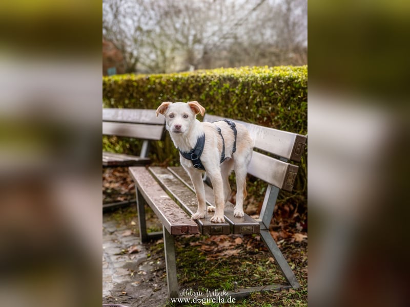 Hübsche junge Fleur sucht ein Zuhause