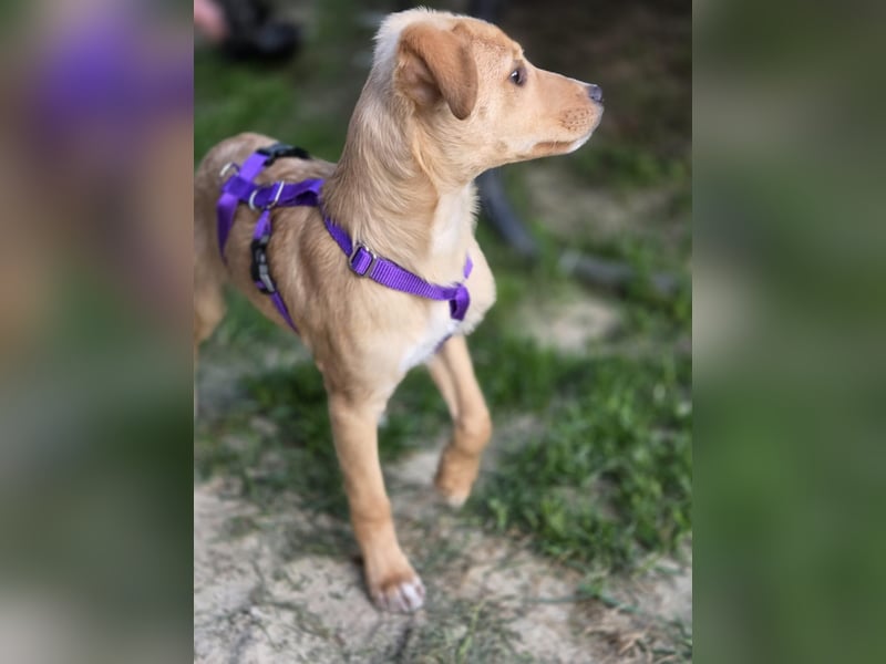 Peach sucht eine Für-immer-Familie