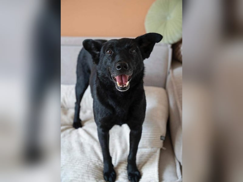 Lucky sucht ein Für-immer-Zuhause