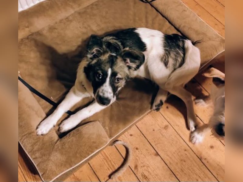 Loki, Besitzer schwer erkrankt