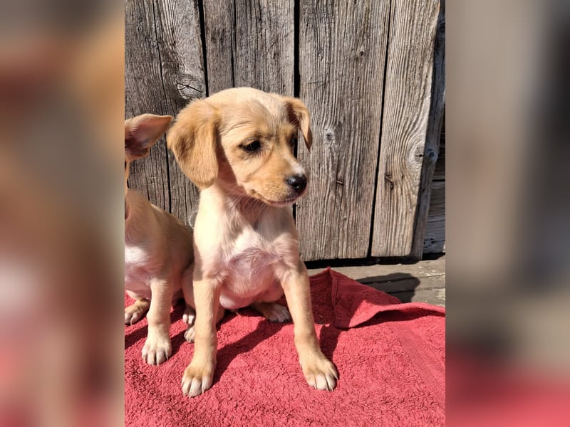 Peach sucht eine Für-immer-Familie