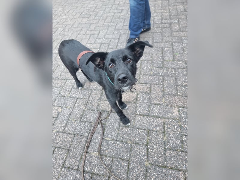 Rico sucht seinen Menschen