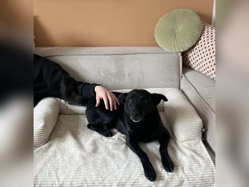 Lucky sucht ein Für-immer-Zuhause