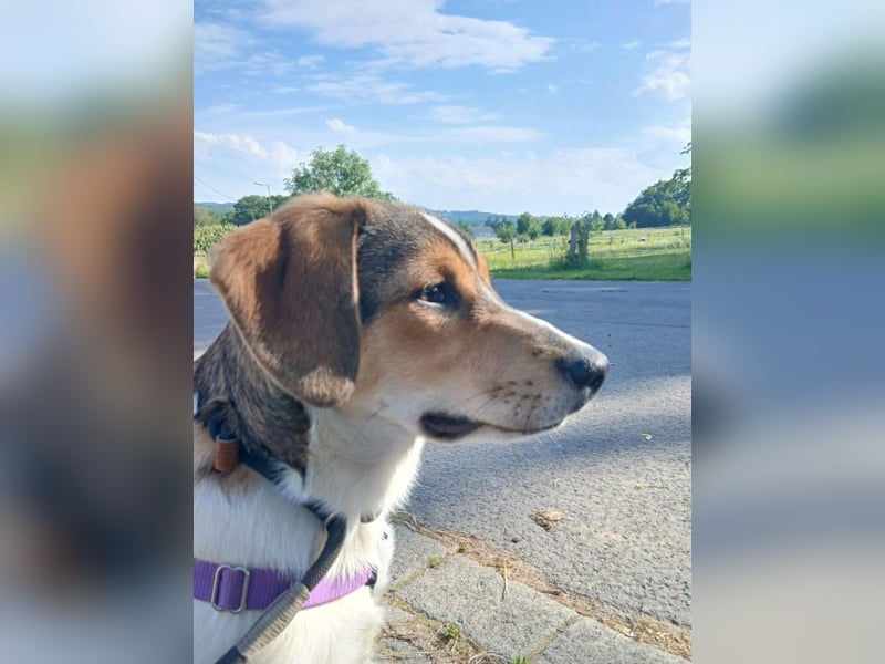Aufgeweckter lieber Ripley