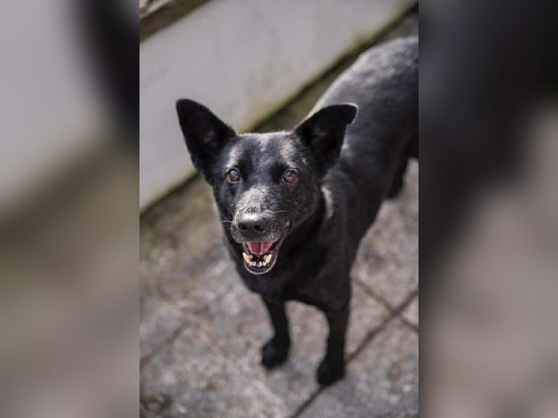 Lucky sucht ein Für-immer-Zuhause