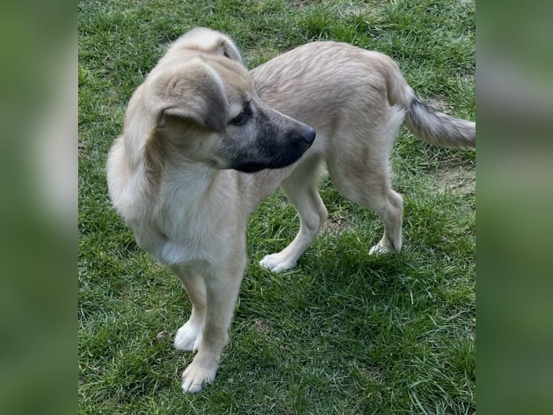 Aufgeweckter, lieber Junghund auf der Suche