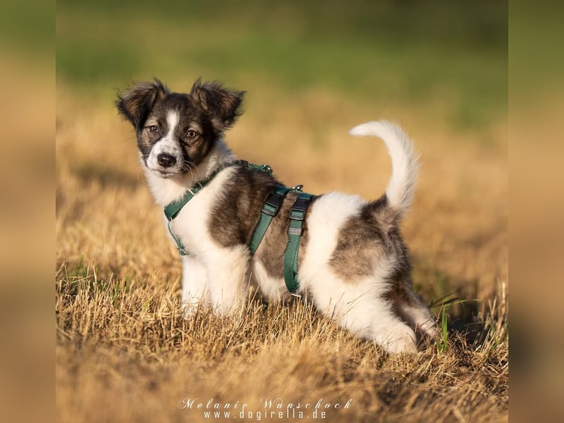Loki, Besitzer schwer erkrankt