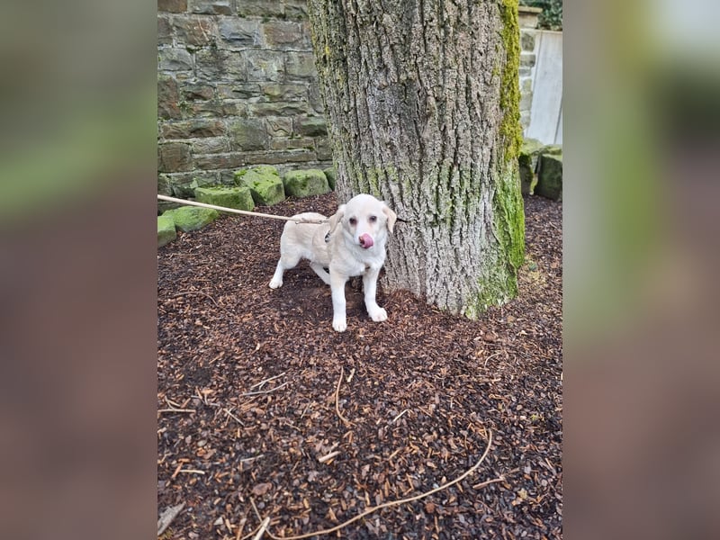 Fröhliche, sanfte Lumi