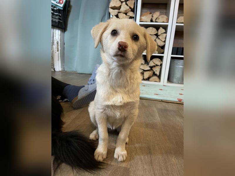 Fröhliche, sanfte Lumi