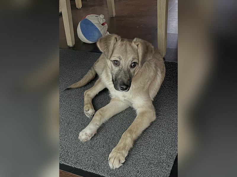 Aufgeweckter, lieber Junghund auf der Suche