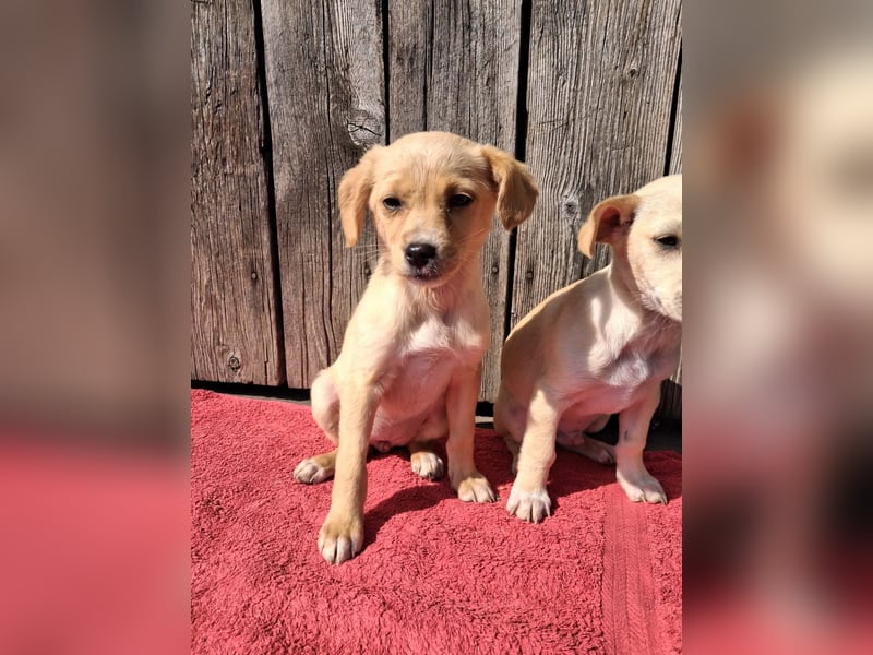 Peach sucht eine Für-immer-Familie