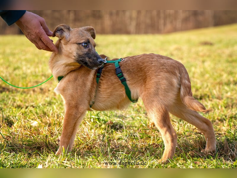 Feivel in Iserlohn sucht ein Zuhause