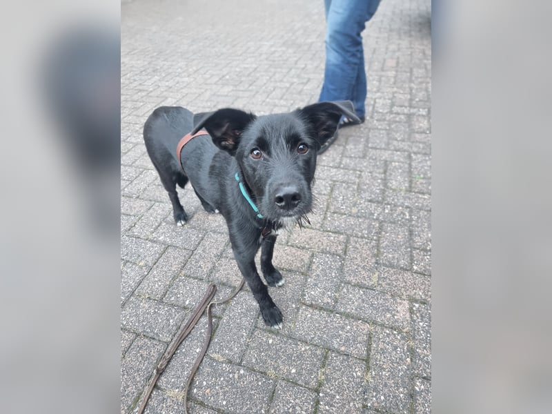 Rico sucht seinen Menschen
