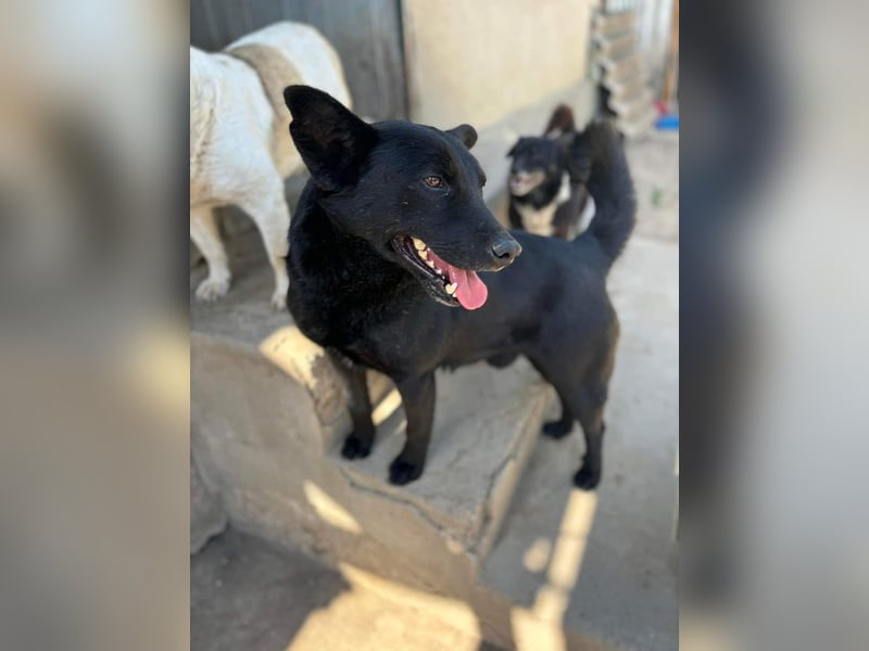 Lucky sucht ein Für-immer-Zuhause