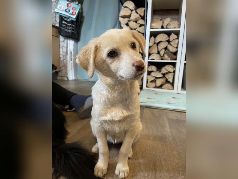 Fröhliche, sanfte Lumi