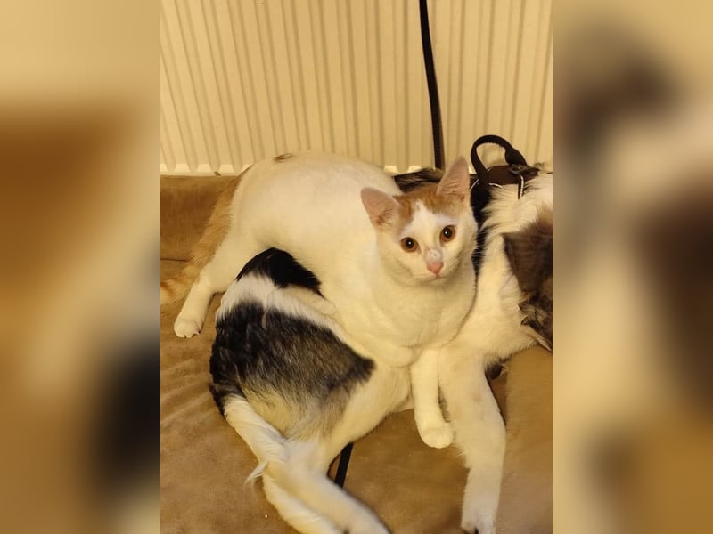Loki, Besitzer schwer erkrankt