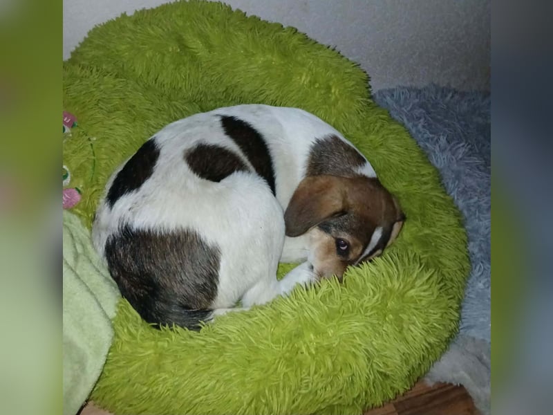 Aufgeweckter lieber Ripley