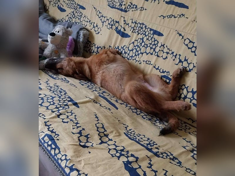 Hübscher aufgeweckter Findus