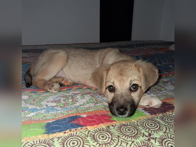 Aufgeweckter, lieber Junghund auf der Suche