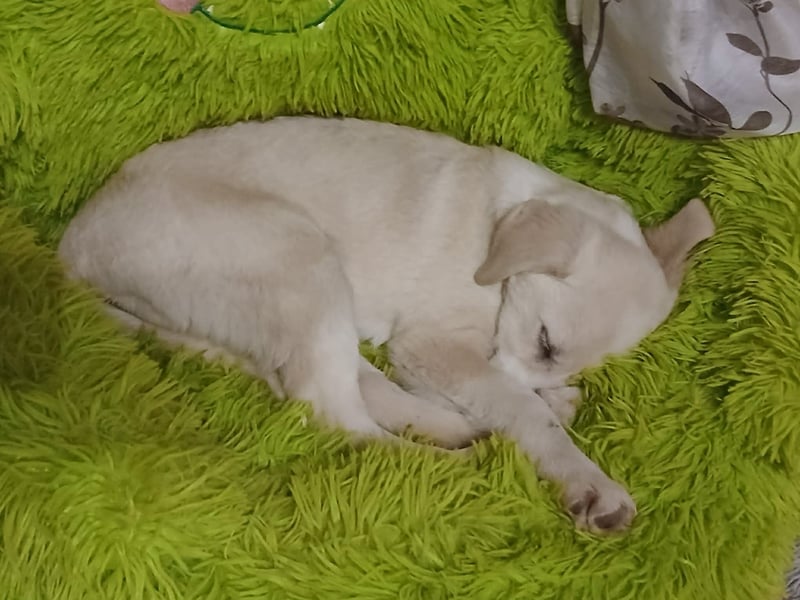 Fröhliche, sanfte Lumi