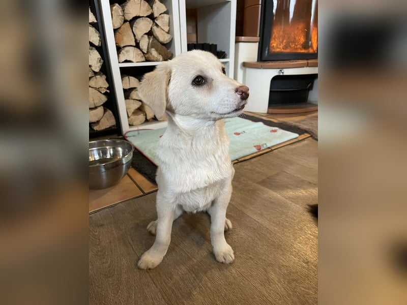 Fröhliche, sanfte Lumi