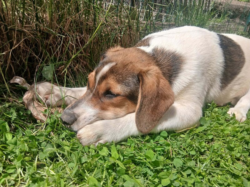 Aufgeweckter lieber Ripley
