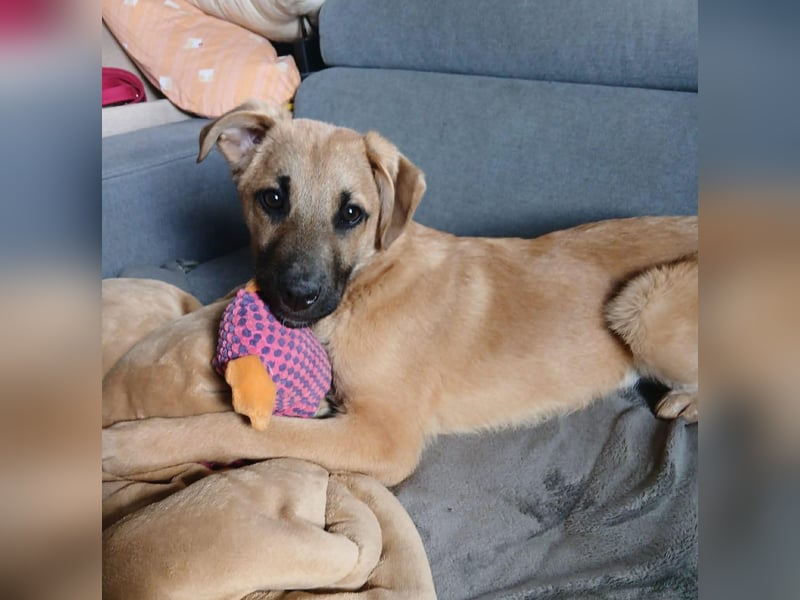 Jonas sucht ein Zuhause