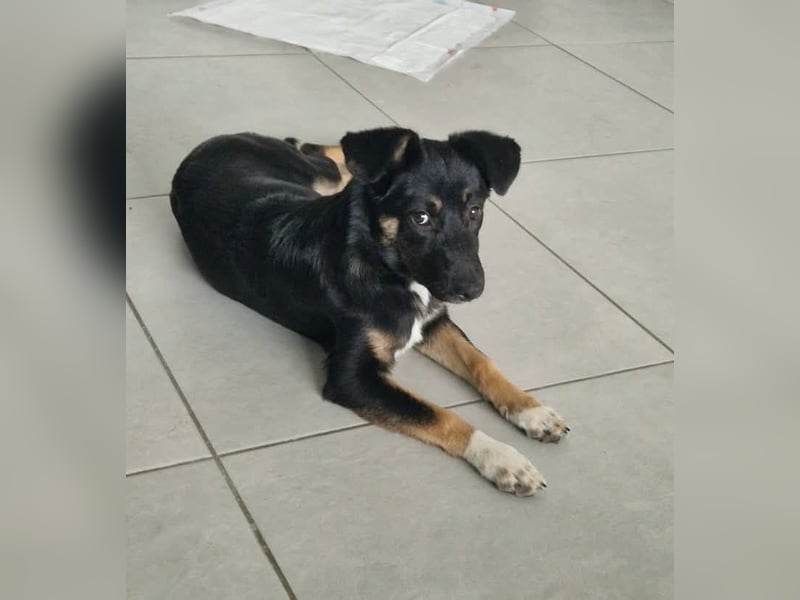 Amy sucht ein Für-immer-Zuhause