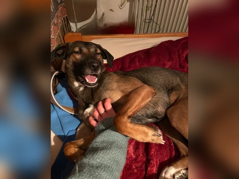 Tolle Hündin Hera sucht neues Zuhause