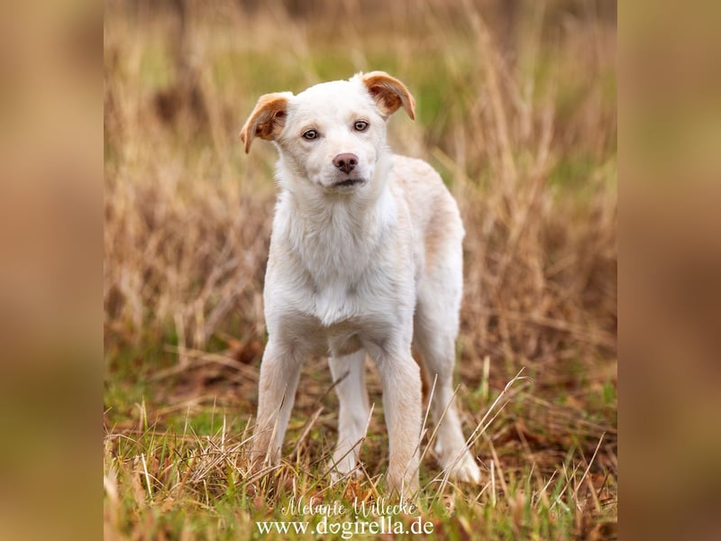 Hübsche junge Fleur sucht ein Zuhause