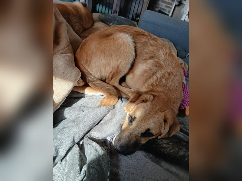 Jonas sucht ein Zuhause