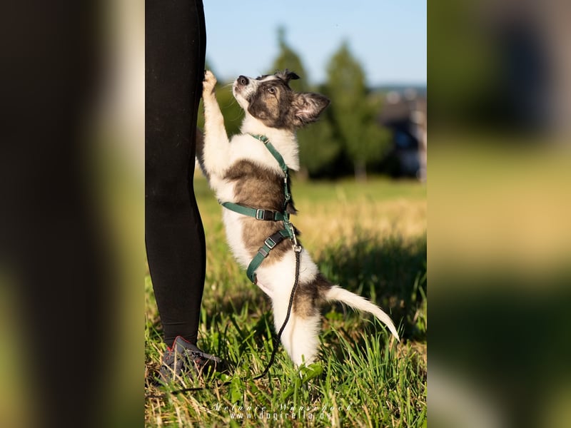 Loki, Besitzer schwer erkrankt