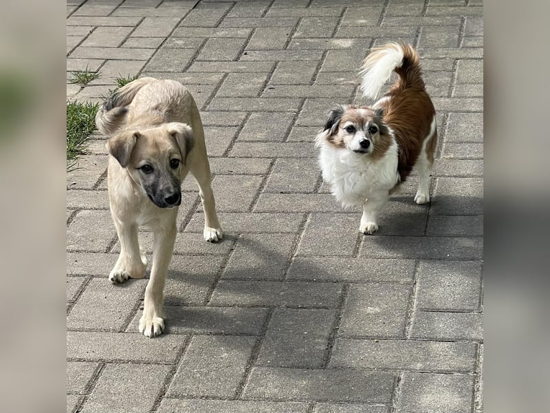 Aufgeweckter, lieber Junghund auf der Suche