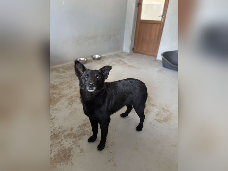 Lucky sucht ein Für-immer-Zuhause