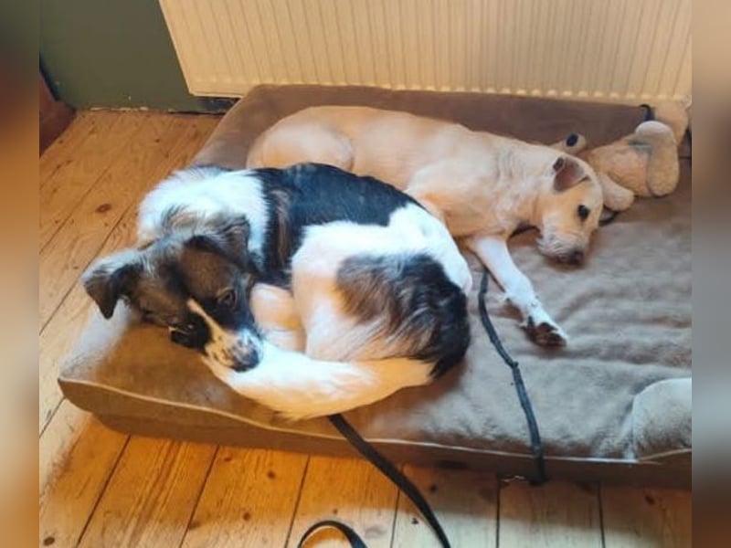 Loki, Besitzer schwer erkrankt