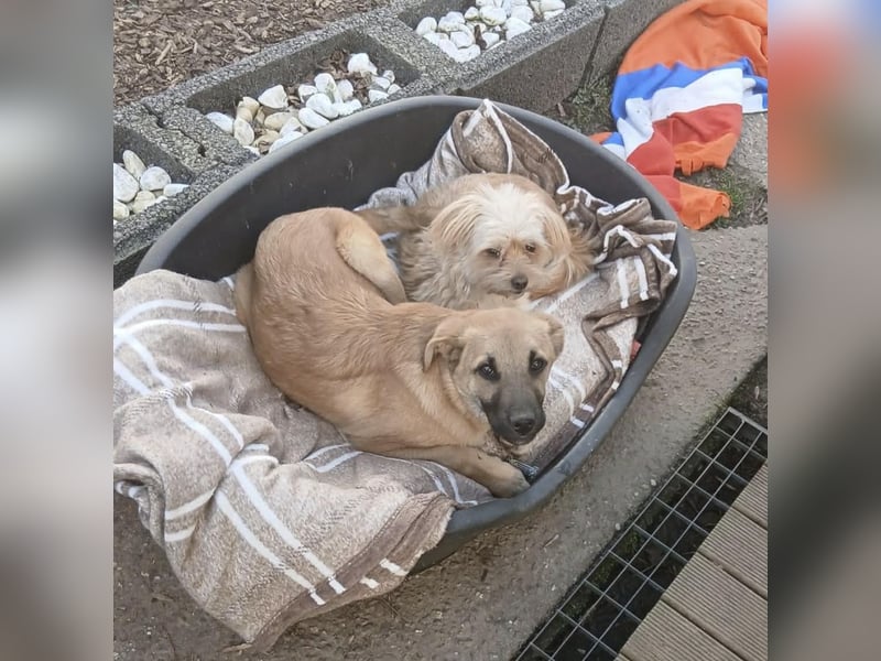 Jonas sucht ein Zuhause