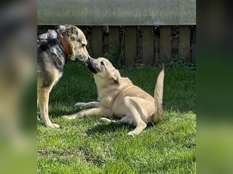 Aufgeweckter, lieber Junghund auf der Suche