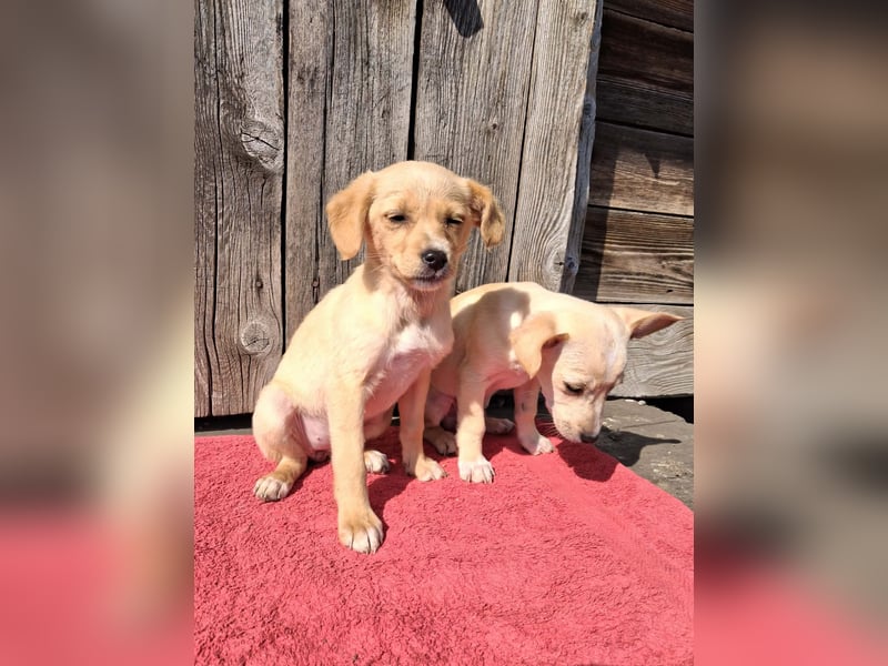 Peach sucht eine Für-immer-Familie