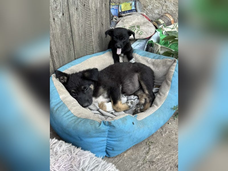 Amy sucht ein Für-immer-Zuhause