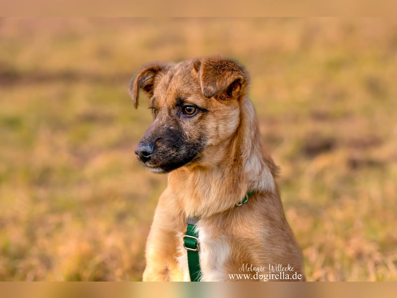 Feivel in Iserlohn sucht ein Zuhause