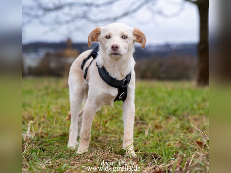 Hübsche junge Fleur sucht ein Zuhause