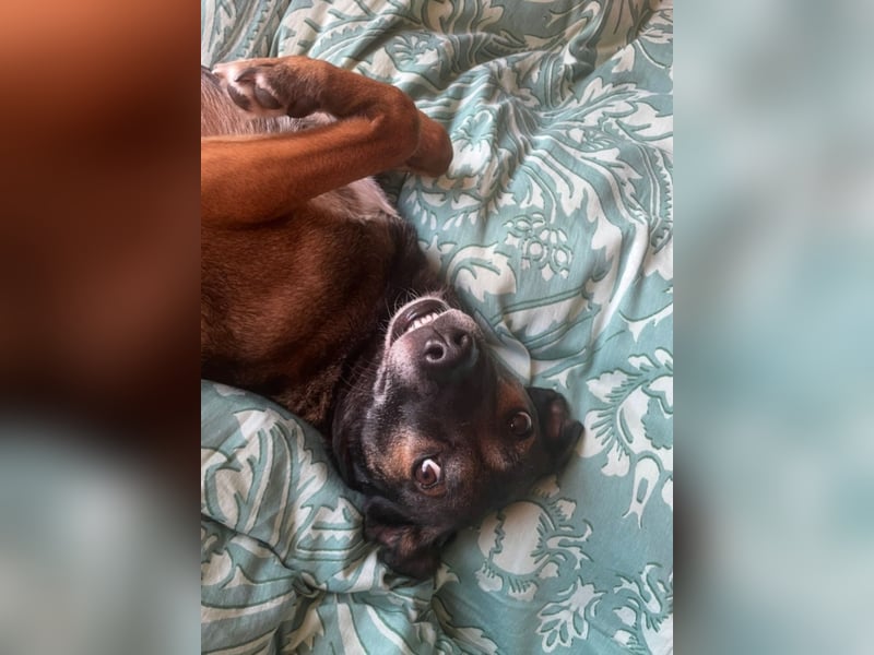 Tolle Hündin Hera sucht neues Zuhause