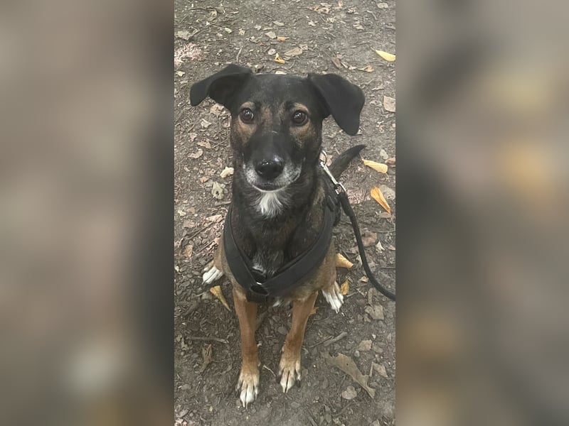 Tolle Hündin Hera sucht neues Zuhause