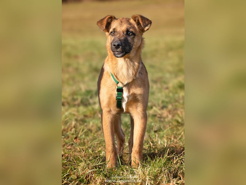 Feivel in Iserlohn sucht ein Zuhause