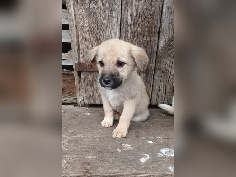Aufgeweckter, lieber Junghund auf der Suche