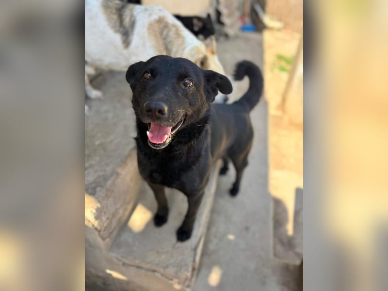 Lucky sucht ein Für-immer-Zuhause